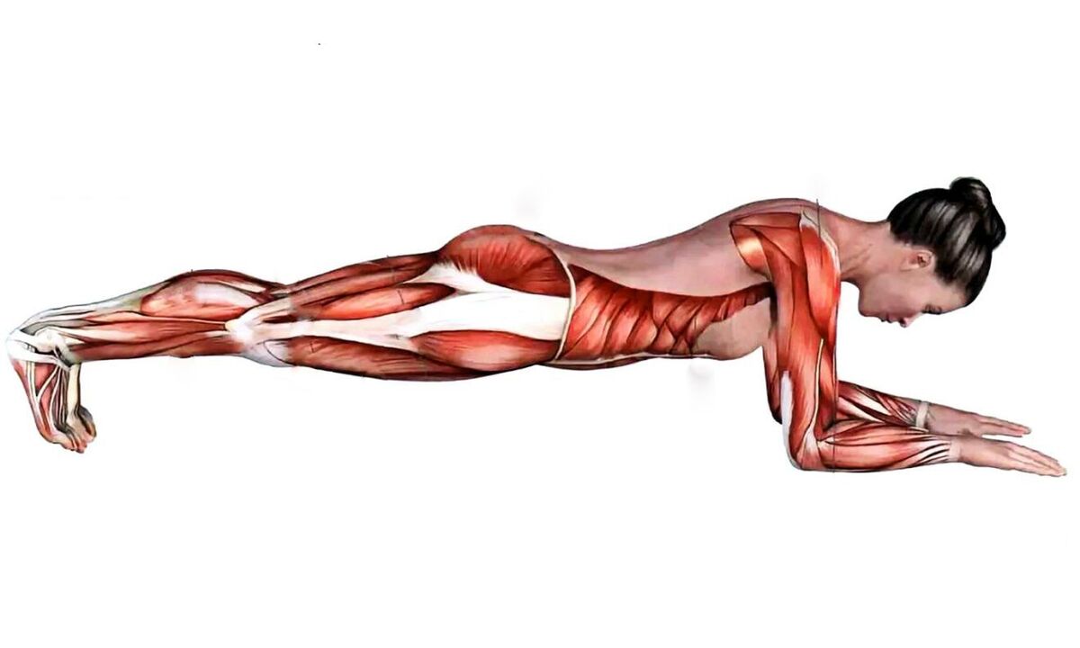 which muscles work when plank